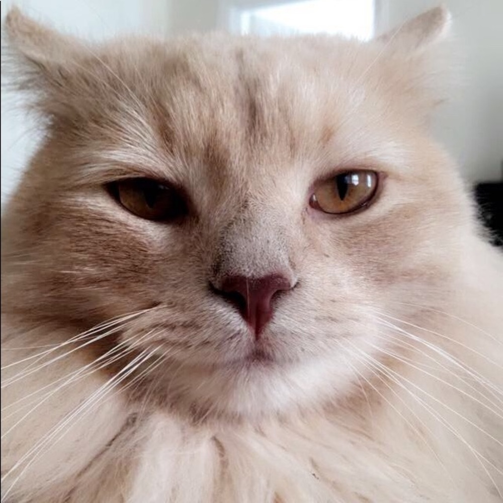 Meet your Posher, Paloma